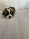 Pembroke Welsh Corgi Puppies for sale in Price, UT 84501, USA. price: NA