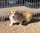 Pembroke Welsh Corgi Puppies for sale in Bridgeport, TX 76426, USA. price: NA
