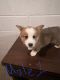 Pembroke Welsh Corgi Puppies for sale in Glasgow, KY 42141, USA. price: $800