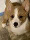 Pembroke Welsh Corgi Puppies for sale in Defiance, OH 43512, USA. price: $1,600