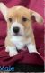 Pembroke Welsh Corgi Puppies for sale in Davenport, IA, USA. price: $1,000