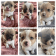 Pembroke Welsh Corgi Puppies for sale in Chillicothe, OH 45601, USA. price: $1,200