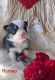 Pembroke Welsh Corgi Puppies for sale in Hillsville, VA 24343, USA. price: $90,000