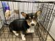 Pembroke Welsh Corgi Puppies for sale in Westminster, CO, USA. price: $1,000