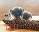 Pembroke Welsh Corgi Puppies for sale in Colcord, OK 74338, USA. price: $800