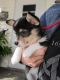 Pembroke Welsh Corgi Puppies for sale in CHAMPIONS GT, FL 33896, USA. price: $1,200