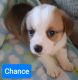 Pembroke Welsh Corgi Puppies for sale in Beulaville, NC 28518, USA. price: $1,200
