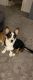 Pembroke Welsh Corgi Puppies for sale in Grayling, MI 49738, USA. price: $1,500
