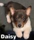 Pembroke Welsh Corgi Puppies for sale in Mt Pleasant, MI 48858, USA. price: $950