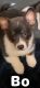 Pembroke Welsh Corgi Puppies for sale in Mt Pleasant, MI 48858, USA. price: $950