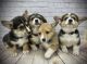 Pembroke Welsh Corgi Puppies for sale in Tolland County, CT, USA. price: $2,200