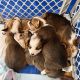 Pembroke Welsh Corgi Puppies for sale in Tucson, AZ, USA. price: $1,300