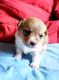 Pembroke Welsh Corgi Puppies for sale in Collinsville, OK 74021, USA. price: NA