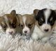 Pembroke Welsh Corgi Puppies for sale in Lester Prairie, MN 55354, USA. price: $1,200