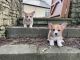 Pembroke Welsh Corgi Puppies for sale in Pittsburgh, PA, USA. price: $800