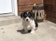 Pembroke Welsh Corgi Puppies for sale in Los Lunas, NM 87031, USA. price: NA