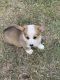 Pembroke Welsh Corgi Puppies for sale in Weatherford, TX, USA. price: $1,200