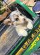 Pembroke Welsh Corgi Puppies for sale in Commerce, GA, USA. price: $1,200
