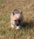 Pembroke Welsh Corgi Puppies for sale in Commerce, GA, USA. price: $900