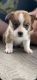 Pembroke Welsh Corgi Puppies for sale in Caledonia, NY 14423, USA. price: $1,500