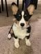 Pembroke Welsh Corgi Puppies for sale in Indianapolis, IN, USA. price: $2,500