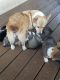 Pembroke Welsh Corgi Puppies for sale in Trenton, FL 32693, USA. price: NA