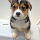 Pembroke Welsh Corgi Puppies for sale in Baytown, TX 77521, USA. price: $1,200