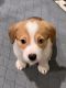Pembroke Welsh Corgi Puppies for sale in Granbury, TX, USA. price: NA