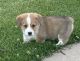 Pembroke Welsh Corgi Puppies for sale in Vandalia, MI 49095, USA. price: $1,200