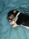 Pembroke Welsh Corgi Puppies for sale in Gig Harbor, WA, USA. price: $1,800