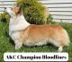 Pembroke Welsh Corgi Puppies for sale in Monroe, NY 10950, USA. price: NA