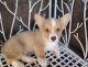 Pembroke Welsh Corgi Puppies for sale in Glendale, AZ 85301, USA. price: $1,200