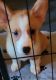 Pembroke Welsh Corgi Puppies for sale in OK-9, Norman, OK, USA. price: $950