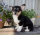 Pembroke Welsh Corgi Puppies for sale in Houston, TX, USA. price: $650