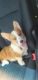 Pembroke Welsh Corgi Puppies for sale in Killeen-Temple-Fort Hood, TX, TX, USA. price: $850