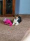 Pembroke Welsh Corgi Puppies for sale in Moweaqua, IL 62550, USA. price: $400