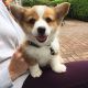 Pembroke Welsh Corgi Puppies for sale in Oakland Ave, Piedmont, CA, USA. price: NA