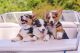 Pembroke Welsh Corgi Puppies for sale in Charlotte, MI 48813, USA. price: NA