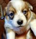 Pembroke Welsh Corgi Puppies for sale in Abilene, TX, USA. price: NA