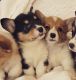 Pembroke Welsh Corgi Puppies for sale in Lester Prairie, MN 55354, USA. price: $1,200