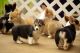 Pembroke Welsh Corgi Puppies for sale in New York, NY, USA. price: $500