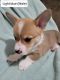 Pembroke Welsh Corgi Puppies for sale in Canton, NY 13617, USA. price: $900