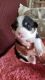 Pembroke Welsh Corgi Puppies for sale in Cape Coral, FL, USA. price: NA