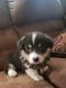 Pembroke Welsh Corgi Puppies for sale in Forney, TX 75126, USA. price: $1,500
