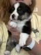 Pembroke Welsh Corgi Puppies for sale in Royse City, TX, USA. price: $700
