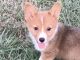 Pembroke Welsh Corgi Puppies for sale in 100 Main St, Smithville, OK 74957, USA. price: NA