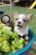 Pembroke Welsh Corgi Puppies for sale in Mt Pleasant, TX 75455, USA. price: $950