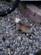 Pembroke Welsh Corgi Puppies for sale in Colorado Springs, CO, USA. price: NA