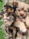Shorkie Puppies for sale in Cabool, MO 65689, USA. price: $1,200