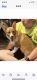 Pembroke Welsh Corgi Puppies for sale in Holden, MO 64040, USA. price: $550